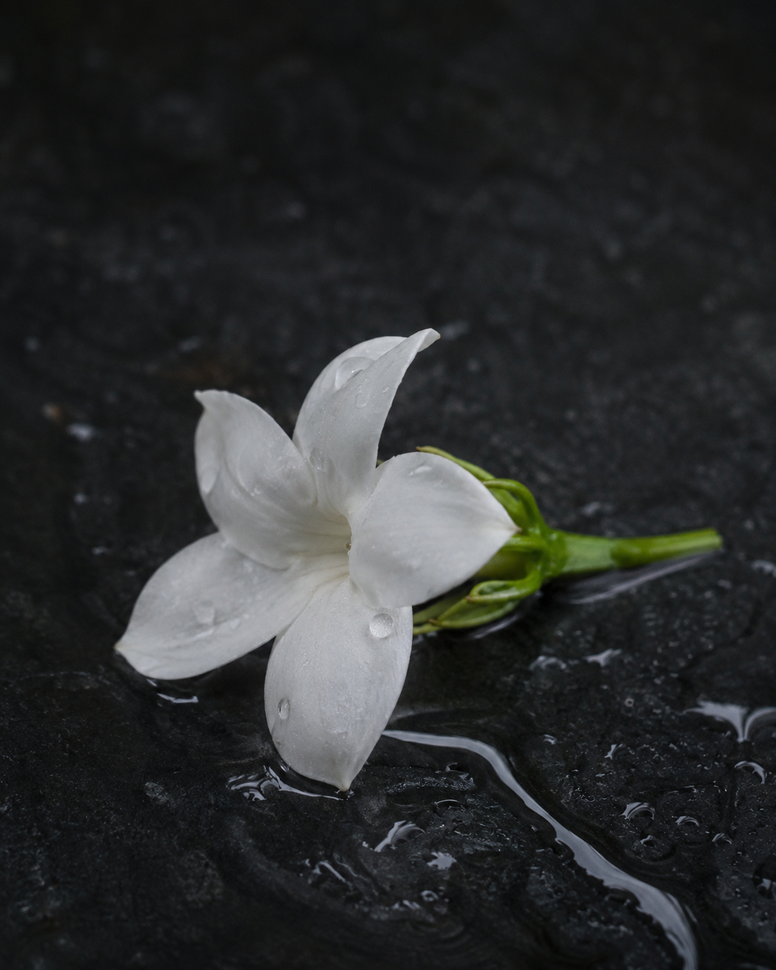 Jasmine Blossom